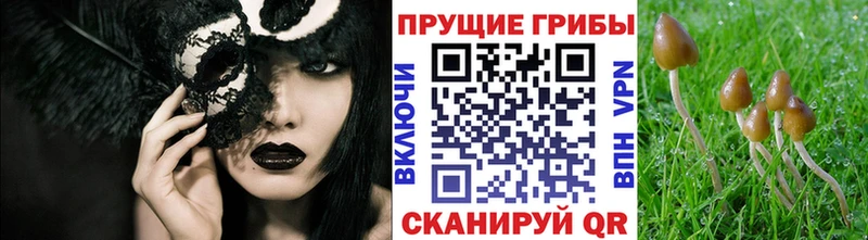 Псилоцибиновые грибы Magic Shrooms  как найти закладки  Порхов 